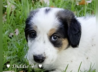 Danny,Debbie, Diddie, Donald und Devito suchen ein Zuhause