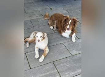 Missy 12 Wochen reinrassige Aussie Welpin