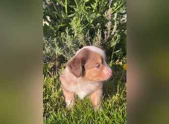 Miniature Australian Shepherd Welpen m. Papieren