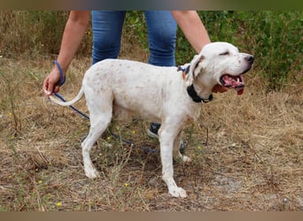 Marcel,  Setter-Mix, lieb und sozial