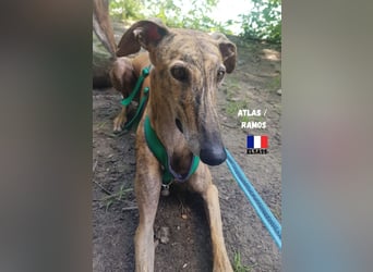 !!NOTFALL!!Atlas/Ramos,geb.06/20,fröhlicher Galgo sucht seine Familie