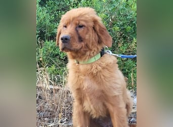 Chow-Chow-Retriever-Mix FELIX ❤️wartet in 53940 Hellenthal