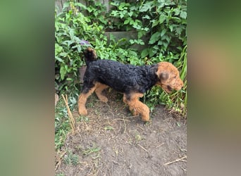 Airedale Terrier Hündin