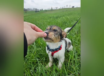 Ivy, eine freundliche aufgeweckte Hündin