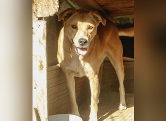 HUNNY, Hündin, 7 Jahre, 53cm, Mischling, Tierschutz