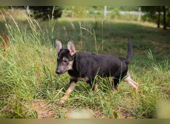 Silny: Hundekind sucht ein Zuhause