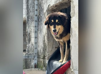 Lisa Mischlingshündin ca. 1,8 Jahre alt in Griechenland