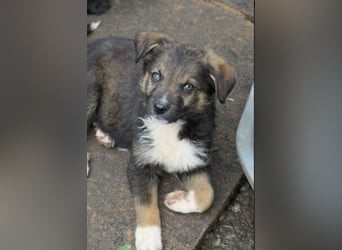 hübscher Ibun sucht verständnisvolles Zuhause
