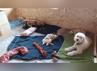 Wunderschöne Goldendoodle-Mix Welpen