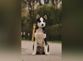 Lebensfroher Chico sucht sein Zuhause
