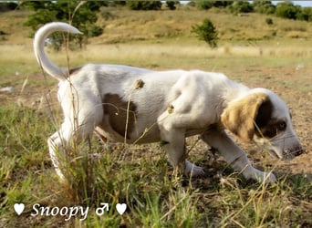 Susi und Snoopy suchen ein Zuhause