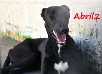 Abril2 10/2024 (ESP) - liebe und aufgeschlossene, junge Galga!