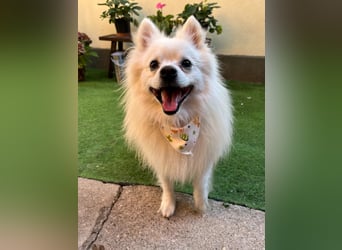 Merlin SR – Fröhlicher Spitz-Rüde sucht neues Zuhause