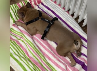 Bentley Reinrassige Französische Bulldogge Rüde