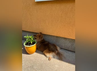 Tobi2 SR – unkomplizierter Sonnenschein sucht neues Glück