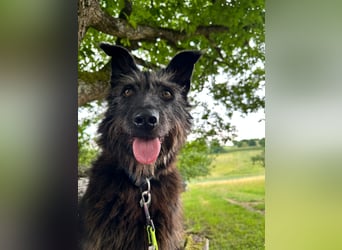 Lotte, zauberhafte Dame sucht ihren Menschen