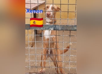 Xenon, geb.08/23, - fröhlicher,sozialer Podenco sucht seine Menschen