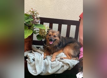 Lilo SR – Verspielte Spitzdame sucht liebevolles Zuhause