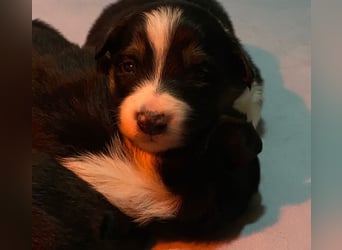 Border Collies Welpen