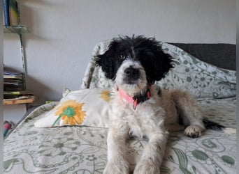 Welpenmädchen Herra sucht ein Zuhause ❤️