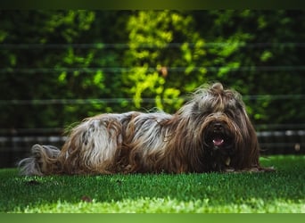 Tibet-Terrier welpen von der Flöckchenoase