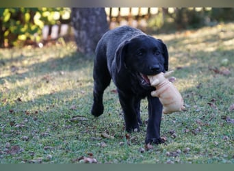 Labradorwelpen