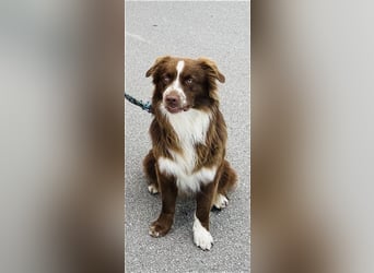 Australian Shepherd Red Bi Deckrüde