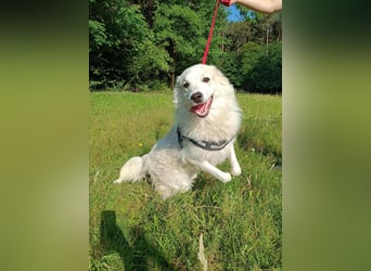 süße Retriever Mischlings Hündin Sally sucht ihre Menschen