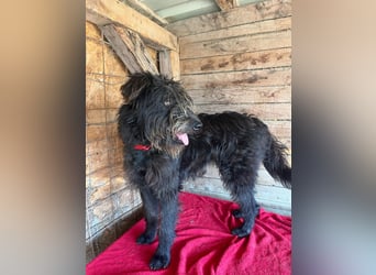 Timo, Schnauzer-Mix, Rüde, geb.am. 02.02.2024, 55 cm, 16 kg