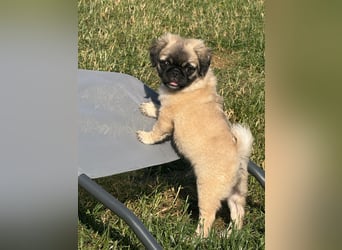 Mops Welpen  ( Altdeutsche )