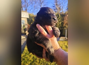 Reinrassige Eurasier-Welpen suchen ein liebevolles Zuhause