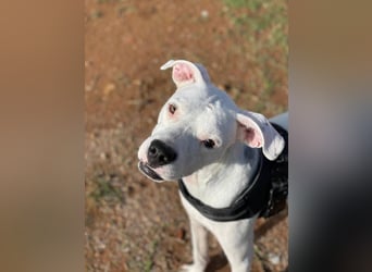 Pai (Spanien) – wunderschöner Dogo Argentino-Bub sehnt sich nach seiner Familie