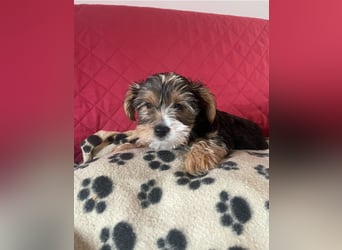 Liebe auf vier Pfoten – Yorkshire Terrier Welpen suchen ihr Für-immer-Zuhause!