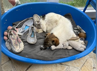 Valeria, kleine Herzensbrecherin sucht ihr Zuhause