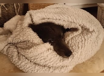 Teddy sucht ihr Happy End (56357 Pohl)