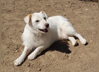 BENNY sucht ein Zuhause