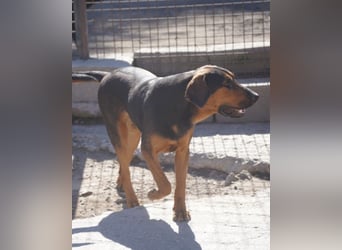 Levi ❤️ Bracke-Mix, verspielt+ aufgeschlossen