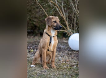 Herzensbrecher Bernie sucht sein Happy End (82515 Wolfratshausen)