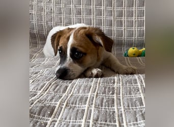 Izzy sucht ihre Familie!