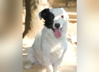 Zuckersüßer, verspielter PUPIN such sein Zuhause