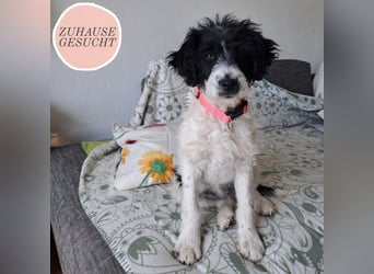 Welpenmädchen Herra sucht ein Zuhause ❤️