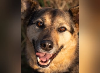Tolle Senta sucht ruhiges Zuhause