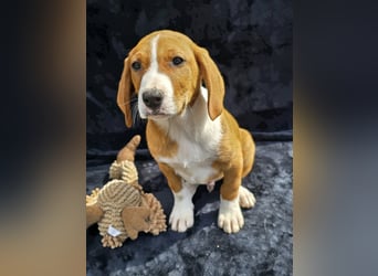 Vincent – Ein kleiner Charmeur mit großer Abenteuerlust sucht sein Zuhause