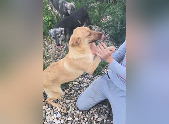 PEANUT - sucht sein " Für-immer- Zuhause"