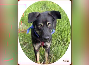 ❤️ Aisha: freundliche Junghündin sucht aktive Familie