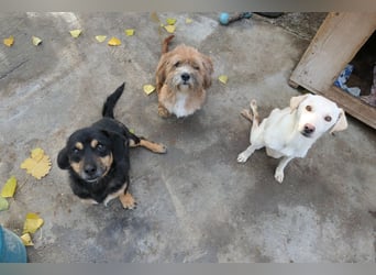 Benny - liebenswerter Rollihund sucht Zuhause