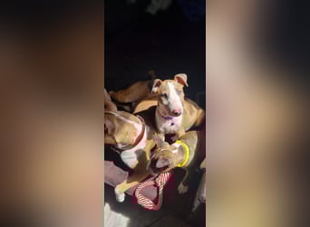 Miniature Bullterrier-Australian shepherd mix