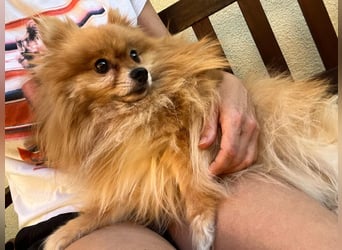 Mogyoro SR- kleiner Pomeranian mit großem Nachholbedarf sucht geduldige Menschen