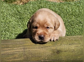 Edle Labrador Welpen (Schwarz/Foxred/Creme) mit Ahnentafel, Nachkommen von Champions