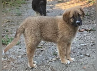 Kleiner Tyrion sucht großes Herz